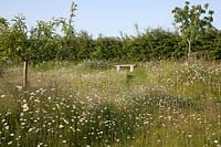 Apple and Cherry trees in meadow with Leucanthemum vulgare - Ox-eye Daisy and mown pathway to rustic wooden bench. 