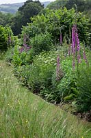 Mown pathway through wild meadow borders with Allium 'Purple Sensation', Digitalis purpurea - Foxglove and Cenolophium denudatum