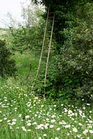 Old orchard ladder leaning against a tree in meadow full of Ox-Eye Daisies.