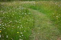 Mown pathway through meadow with Leucanthemum vulgare - Ox-eye Daisy, Hawkbit and Ranunculus acris - Meadow Buttercup