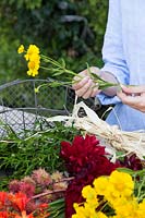 Woman removing leaves from lower stem before tying a bouquet from flowers picked in the garden. Dahlia 'Mrs Eileen', 'Babylon Red', 'Mingus Alex', Helenium and Crocosmia