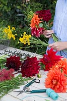 Woman tying a bouquet from flowers picked in the garden. Dahlia 'Mrs Eileen', 'Babylon Red', 'Mingus Alex', Helenium and Crocosmia