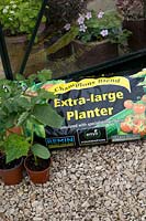 Ingredients for step by step planting tomatoes and cucumbers in growbag in greenhouse in Spring