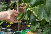 Woman harvesting cucumbers from Cucumber F1 Mini in growbag