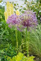 Allium hollandicum 'Purple Sensation', Cruse Bereavement Care: 'A Time for Everything' - RHS Chatsworth Flower Show 2017 - Designer: Neil Sutcliffe - Sponsor: London Stone