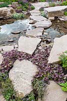 Ajuga reptans and Thyme. Borrowed Landscape in Naturalistic Water Garden - Jackie Knight's Just Add Water - RHS Chatsworth Flower Show 2017  Designer: Jackie Sutton - Built and sponsored by Jackie Knight Landscapes