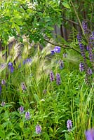 Purple salvia, opium poppies, grasses - The Brewin Dolphin Garden - RHS Chatsworth Flower Show 2017 - Designer: Jo Thompson - Best Free Form Garden
