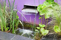 Modern waterfall water feature in purple painted wall planted with Marsh marigold - Caltha palustris 