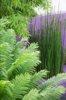 Equisetum japonicumon - Horsetail in raised concrete container painted purple with Bamboo and Fern foliage. Matteuccia struthiopteris 
