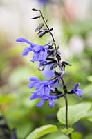 Salvia guaranitica 'Black and Blue'- anise-scented sage
