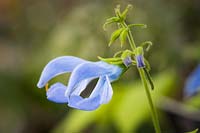 Salvia patens 'Patio Sky Blue'