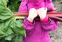Little girl harvesting rhubarb in a basket