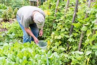 Man harvesting Runner Bean 'Vesperal', in a kitchen garden
