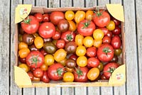 Mixed harvest of Tomatoes: 'Red Cherry', 'Golden Sunrise', 'Black Cherry' and 'Tigerella'.