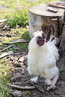 White Hens also called 'Negre-Soie' breed
