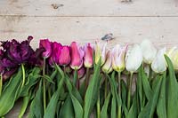 Tulipa 'White Parrot', Tulipa 'White Marvel', Tulipa 'Elegant Lady', Tulipa 'Chrismtas Exotic', Tulipa 'Pretty lady' and Tulipa 'Black Parrot' on wooden surface