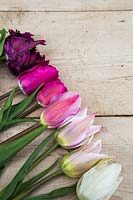 Tulipa 'White Marvel', Tulipa 'Elegant Lady', Tulipa 'Chrismtas Exotic', Tulipa 'Black Parrot' and Tulipa 'Pretty lady' on wooden surface
