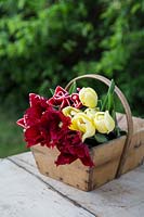 Freshly picked Tulipa 'Armani', Tulipa 'Curly Sue' and Tulipa 'Vanilla Cream' in wooden basket
