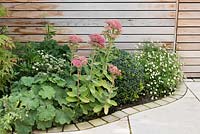 Late Summer border planted with Astrantia major 'Large White', Sedum telephium 'Autumn Joy', Alchemilla mollis and Buxus semperivens