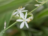 Chlorophytum comosum - Flowers from spider plant