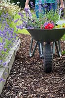 Woman pushing wheelbarrow filled with Summer flowers