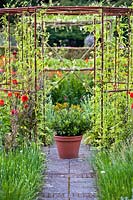 Kitchen garden with Cyclanthera pedata growing over a metal pergola. Dahlia 'Olympic Fire'. Design: Dineke Logtenberg,