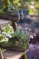 Old shoes used as a pots for early spring bulbs - snowdrops.