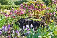 Woodland border in spring with Helleborus orientalis, Crocus vernus and daffodils.