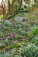 Woodland border in March with Cyclamen coum, daffodils and galanthus.