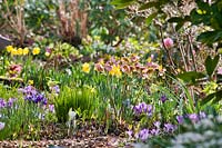 Woodland border in March with Helleborus orientalis, Crocus vernus, daffodils and Iris retucilata.