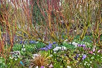 Early spring border of Crocus vernus, Cyclamen coum, Iris reticulata, Anemone blanda, Allium triquetrum and Galanthus nivalis.