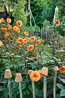 Dahlia 'David Howard' and pots on a fence. Design: Alie Stoffers