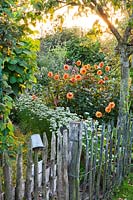 Rustic fence in cottage garden. Allium tuberosum and dahlia 'David Howard'. Design: Alie Stoffers