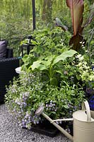 Banana Plant, scented Pelegonium and Scaevola in contemporary greenhouse