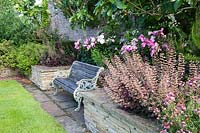 Wooden bench in walled garden with Heuchera, Peonies, Rosa and fig