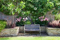 Wooden bench in walled garden with Heuchera, Peonies, Rosa and fig