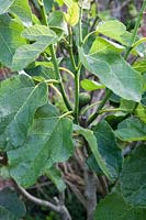Ficus carica - Fig tree