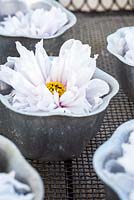 Cosmos flowers floating in cake tins