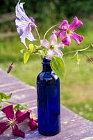 Cut clematis flowers in blue bottle