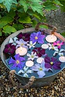 Floating clematis flowers in metal bucket with candles