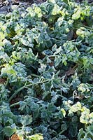 Celeriac 'Brilliant' foliage in frost