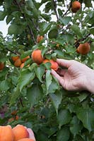 Picking home grown Apricots