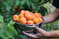 Holding freshly picked Apricots