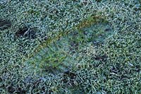 Footprint in frosty grass