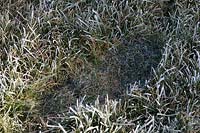 Footprint on frosty grass