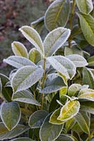 Cherry Laurel with frost
