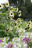 Helianthus and Cleome grown for cutting