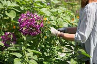 Sheree King cutting Cleome for flower arranging