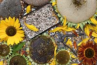 Helianthus annuus - Sunflower heads and sunflower seeds - Oxfordshire - September