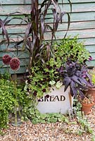 Floral arrangement in vintage Bread tin with Bacopa 'Snowflake', Pennisetum glaucum 'Purple Majesty', Ipomoea batatas 'Bright Ideas Black', Calibrachoa 'Can-Can Black Cherry' and Allium 'Red Mohican'